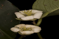 Dimorphocalyx glabellus var. lawianus